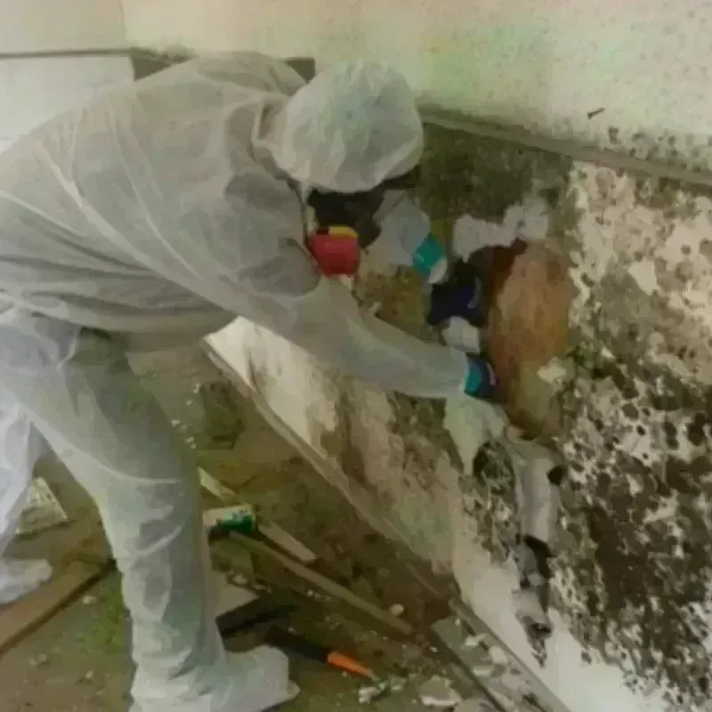 Mold Remediation and Removal in Sioux County, NE